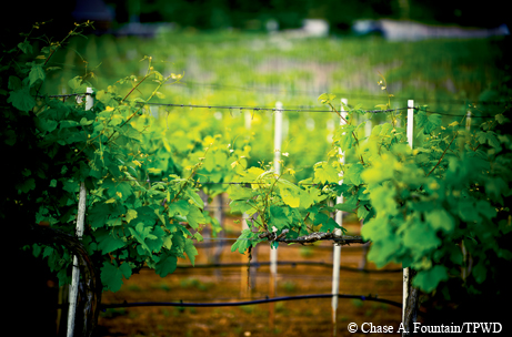 Delaney Vineyards
